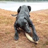 SodaPup Dog Toys - Honey Bone Dental Antler  eChew Ultra Durable Nylon Dog Chew Toy - XL: Dental Antler - XL SodaPup Dog Toys