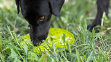 SodaPup Dog Toys - Citrus Design eMat Enrichment Lick Mat With Suction Cups: Lime Green Citrus emat SodaPup Dog Toys