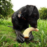 SodaPup Dog Toys - Honey Bone Dental Antler  eChew Ultra Durable Nylon Dog Chew Toy - XL: Dental Antler - XL SodaPup Dog Toys