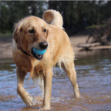 SodaPup Dog Toys - Wag Ball Durable Synthetic Rubber Chew & Retrieving Toy